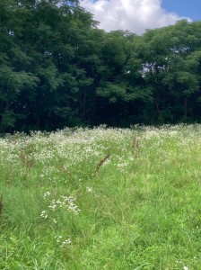 お花畑と化した