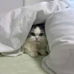 みきどん家のネコ。