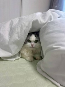 みきどん家のネコ。