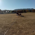 今季最終戦in蜻蛉池。