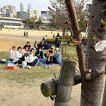 花は一輪くらいしか